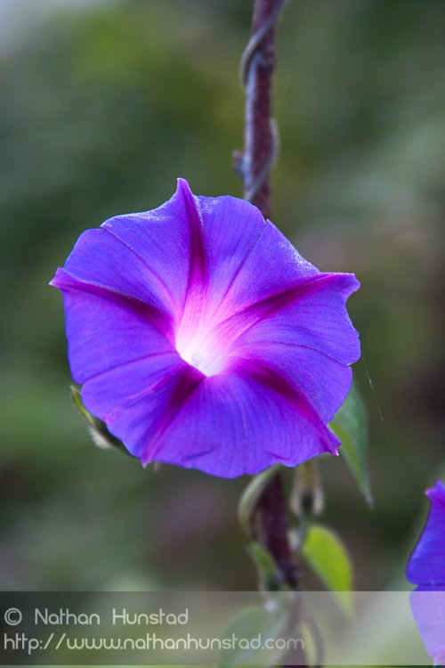 Closeup of a purple flower.